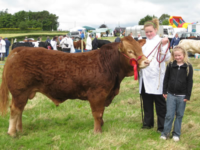 Junior bull sired by Vigot winning at local shows